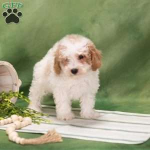 Donny, Bich-Poo Puppy