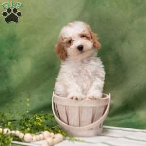 Donny, Bich-Poo Puppy