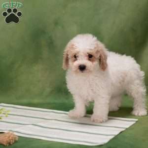 Dustin, Bich-Poo Puppy