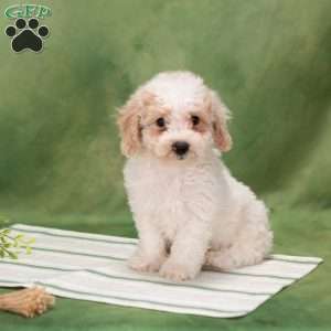Dustin, Bich-Poo Puppy