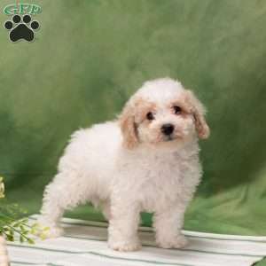 Dustin, Bich-Poo Puppy