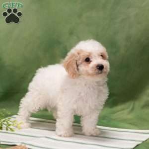 Dustin, Bich-Poo Puppy