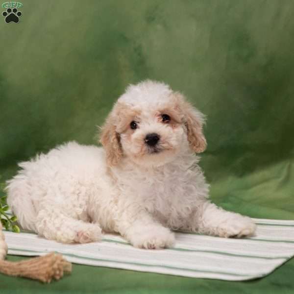 Dustin, Bich-Poo Puppy