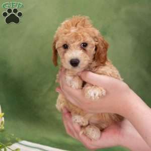 Bertha, Bich-Poo Puppy