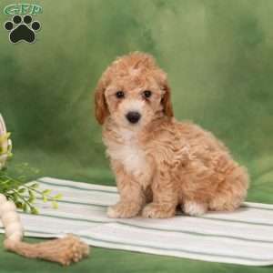 Bertha, Bich-Poo Puppy