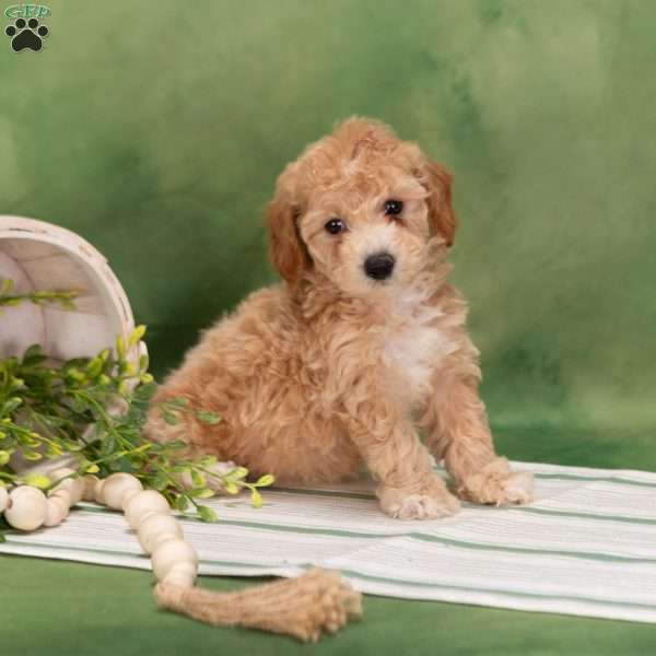 Bertha, Bich-Poo Puppy