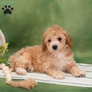 Bertha, Bich-Poo Puppy