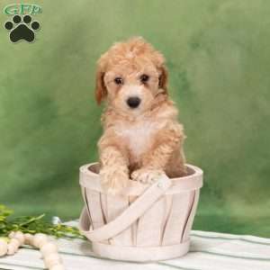 Bertha, Bich-Poo Puppy