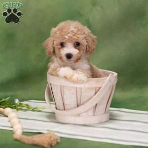 Bethel, Bich-Poo Puppy