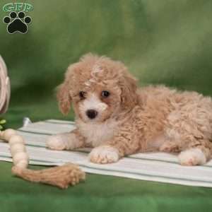 Bethel, Bich-Poo Puppy