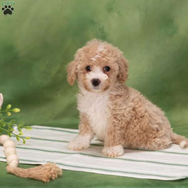 Bethel, Bich-Poo Puppy