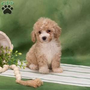 Bethel, Bich-Poo Puppy