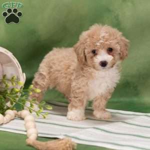 Bethel, Bich-Poo Puppy