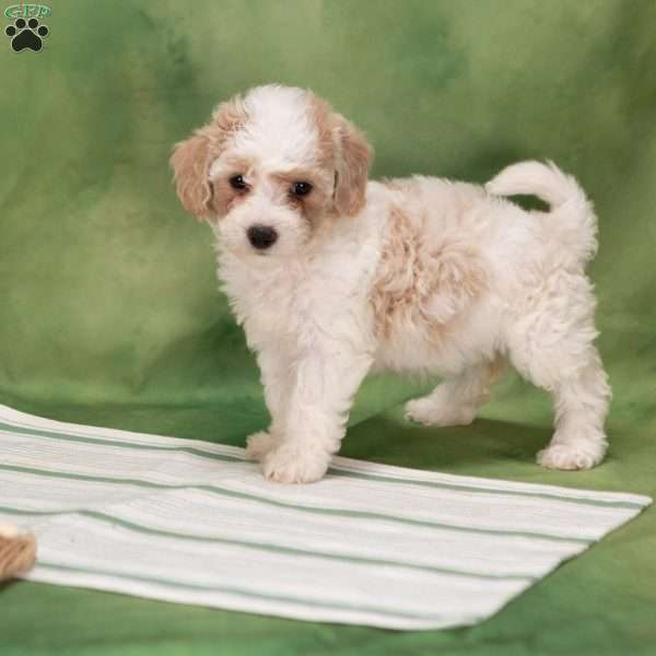 Bonnie, Bich-Poo Puppy