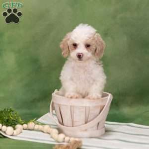 Bessy, Bich-Poo Puppy