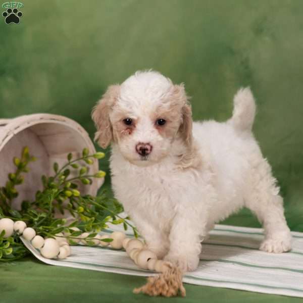 Bessy, Bich-Poo Puppy