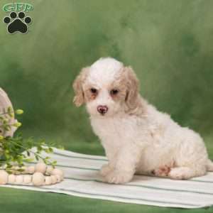 Bessy, Bich-Poo Puppy