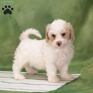 Bessy, Bich-Poo Puppy