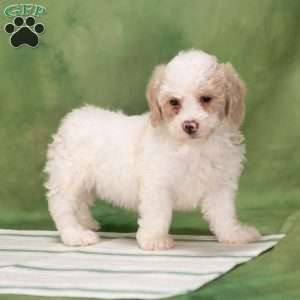 Bessy, Bich-Poo Puppy