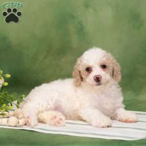Bessy, Bich-Poo Puppy