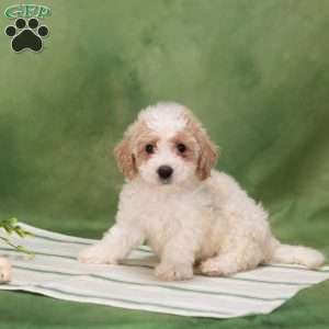 Buster, Bich-Poo Puppy