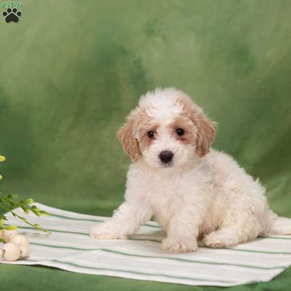 Buster, Bich-Poo Puppy