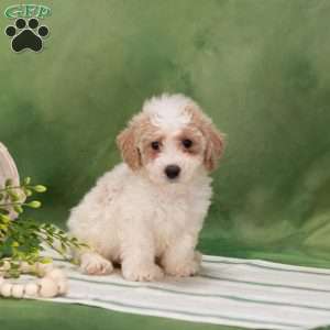 Buster, Bich-Poo Puppy