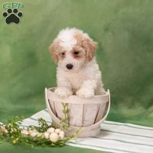 Buster, Bich-Poo Puppy