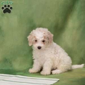 Besty, Bich-Poo Puppy