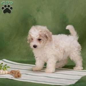 Besty, Bich-Poo Puppy