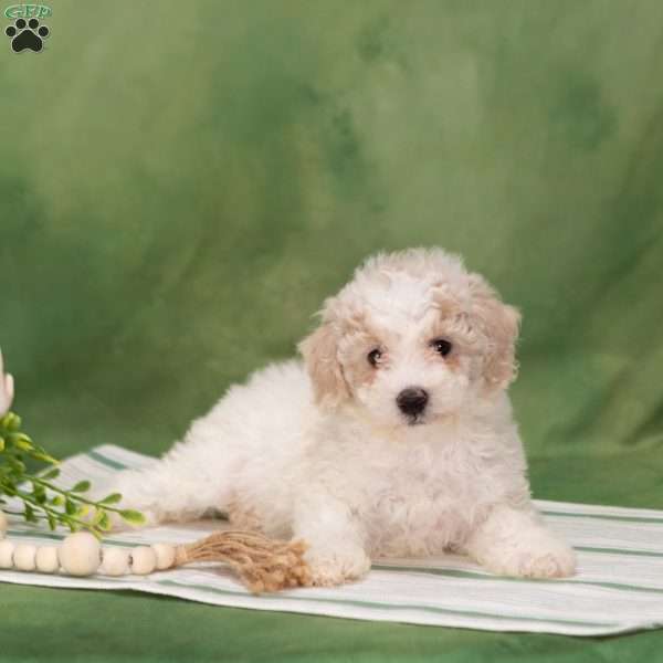Besty, Bich-Poo Puppy