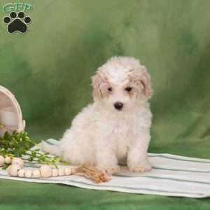 Besty, Bich-Poo Puppy