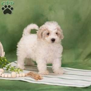 Besty, Bich-Poo Puppy