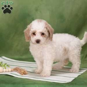 Bethany, Bich-Poo Puppy