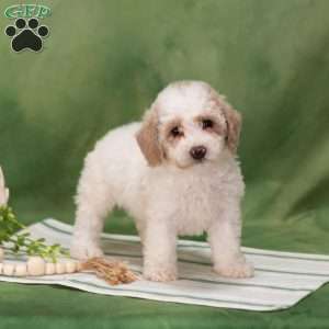 Bethany, Bich-Poo Puppy