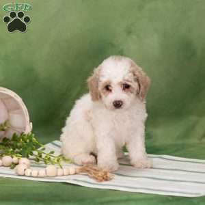 Bethany, Bich-Poo Puppy