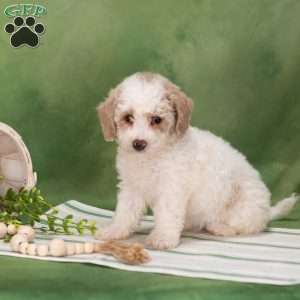 Bethany, Bich-Poo Puppy
