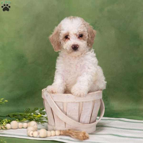 Bethany, Bich-Poo Puppy