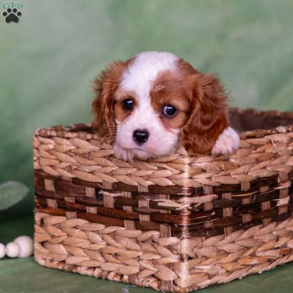 Maggie, Cavalier King Charles Spaniel Puppy
