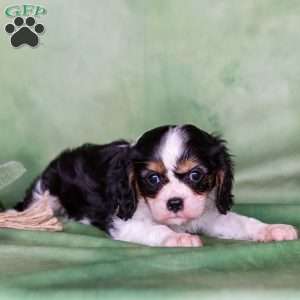 Molly, Cavalier King Charles Spaniel Puppy