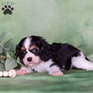 Molly, Cavalier King Charles Spaniel Puppy