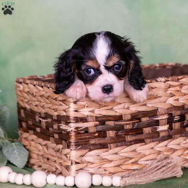 Molly, Cavalier King Charles Spaniel Puppy