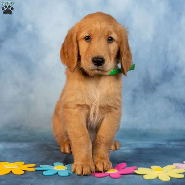 Peanut Butter, Golden Retriever Puppy