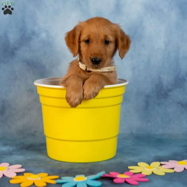 Peppermint, Golden Retriever Puppy