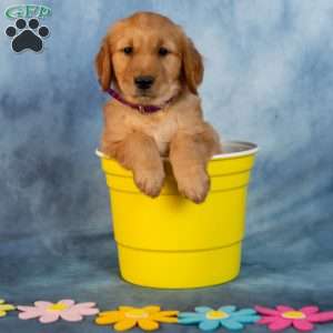 Lavendar, Golden Retriever Puppy