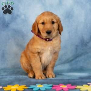 Lavendar, Golden Retriever Puppy