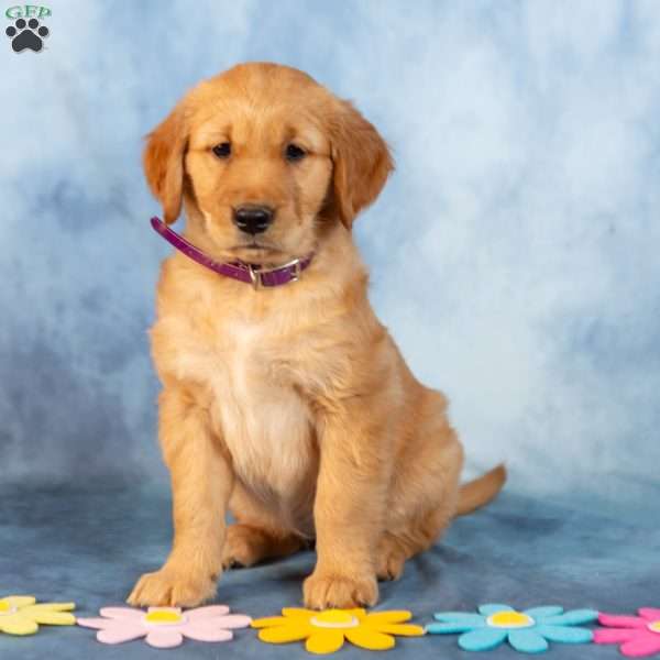 Lavendar, Golden Retriever Puppy