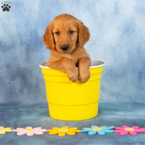 Mocha, Golden Retriever Puppy