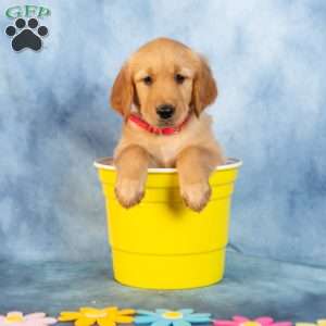 Rose, Golden Retriever Puppy