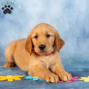 Rose, Golden Retriever Puppy